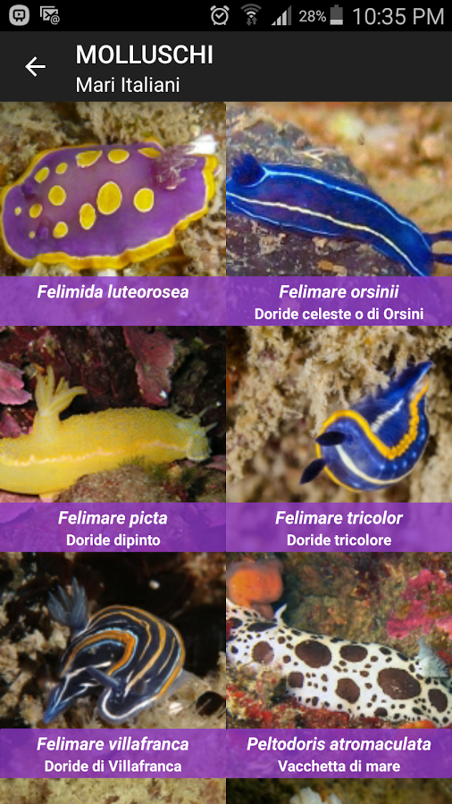 molluschi