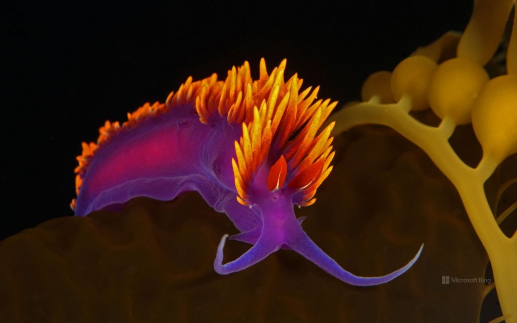 Flabellinopsis iodinea